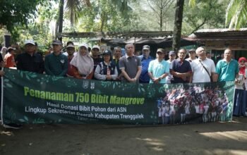 Dukung Net Zero Carbon, Pegawai Setda Trenggalek Tanam 750 Bibit Mangrove di Pancer Cengkrong